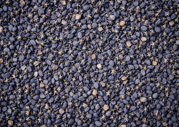 Vue rapprochée de boutons floraux séchés bleu-gris remplissant tout le cadre, matière première botanique — CAMENYS