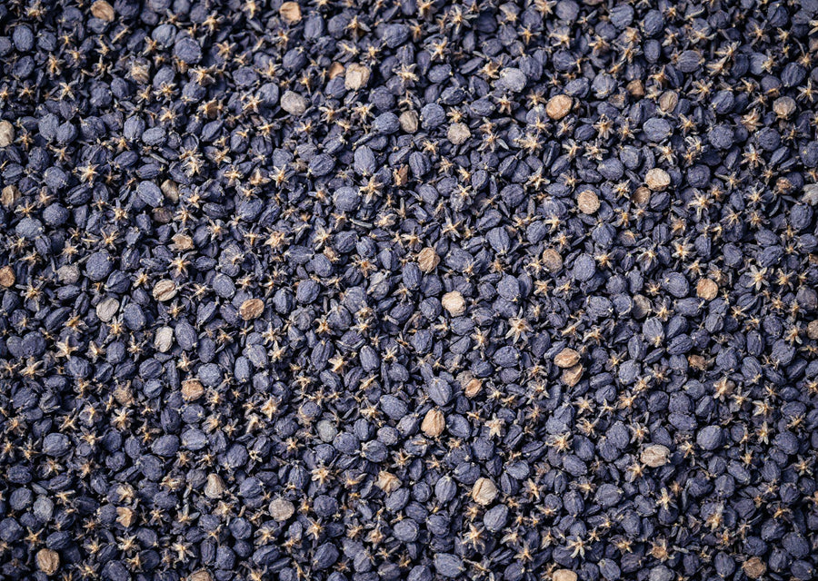 Vue rapprochée de boutons floraux séchés bleu-gris remplissant tout le cadre, matière première botanique — CAMENYS