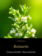Branche de romarin en fleurs, actif tonifiant du cuir chevelu de l'huile Racines Sauvages CAMENYS
