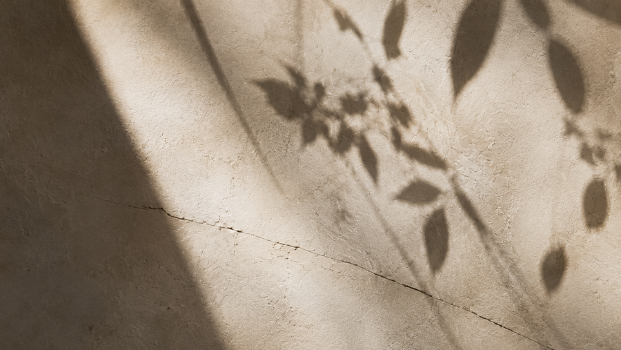 Ombres de feuillage projetées sur un mur de chaux texturé